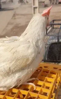 مرغ سیمرغ