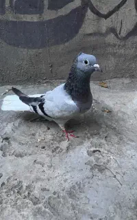 سبزدم سفید کاکلی