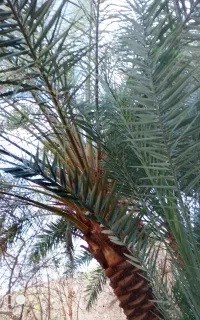 کارکر کشاورزی