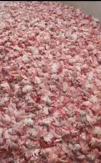 اسکلت مرغ بال مرغ غذای سگ