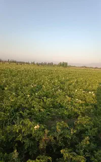 زمین کشاورزی اجاره داده میشود