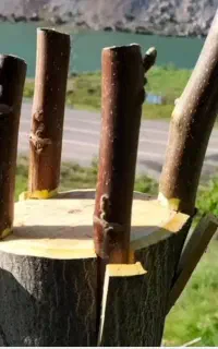 پیوند نهال گردو به صورت تخصصی