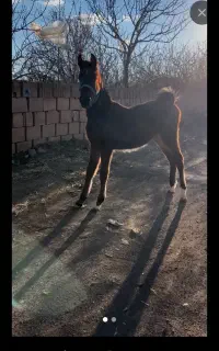 کره نریون کورد