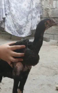 نه عدد جوجه لاری چهار ماهه
