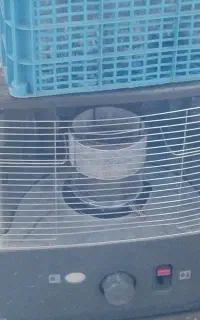 دو عدد تیوست اصلی نو نو