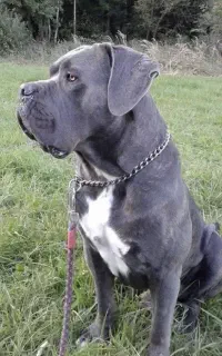 نمونه مشابه مولد های وارداتی کن کورسو خاص