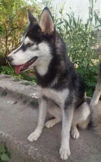 سگ هاسکی