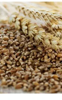 خوراک دام (سبوس گندم با بهترین و بالاترین کیفیت)