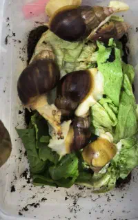 فروش فوری حلزون آلبینو