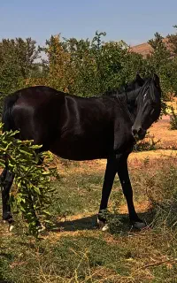 فروش اسب کره مادیان مشکی واکسی