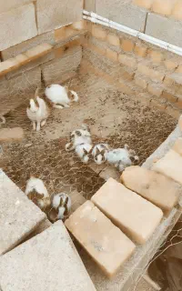 بچه خرگوش فروشی