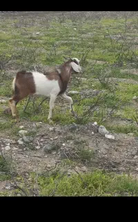 سالار جهت چراندن بز و‌گوسفند