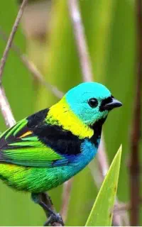 عروس هلندی پیدا شده