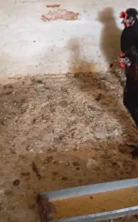 مرغ و خروس بومی