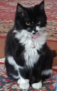گربه گمشده