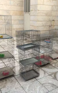 قفس قناری ، سهره ، معاوضه باقناری