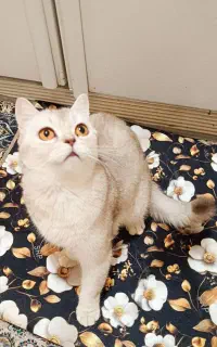 گربه بریتیش ماده دو ساله  و گربه بریتیش نر ۱۴ ماهه