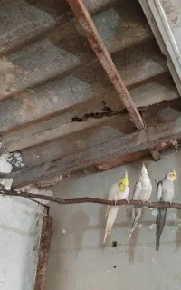 عروس هلندی بالغ