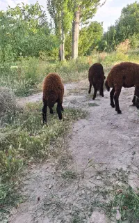 ۳تا بره ماده