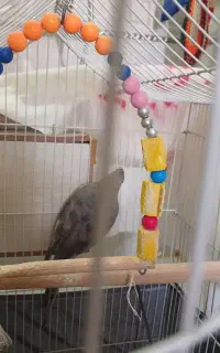 عروس هلندی نر اواز خوان