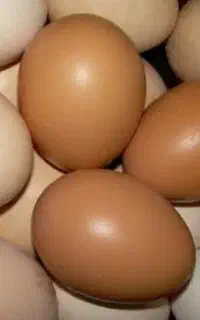تخم مرغ نطفه داربرهمادر رنگهای لایت .. گلد.. بلک