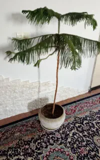 گل کاج مطبق