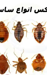 سم پاشی ساختمان