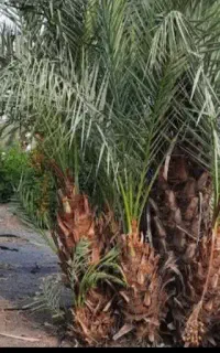 پاجوش نخل شاه غنی