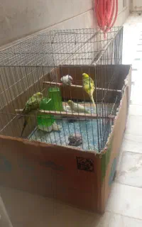 مرغ عشق