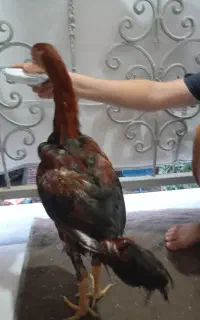 خروس لاری اصل