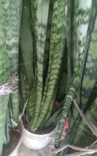 سانسوریای سبز