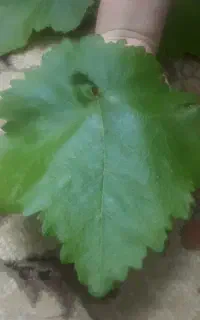 دلمه برگ انگور
