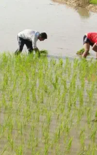 کارگر برای کارهای کشاورزی