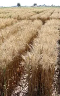 گندوم بذر پیشگام کشاورزی