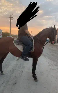 نریون دوخون