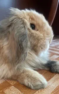 خرگوش لوپ عقیم شده با وسایل