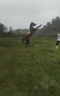 نریان  ۳ساله قد بلند کشیده