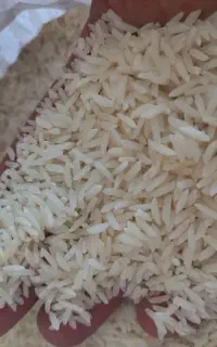 هاشمی بشرط