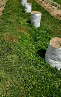 نشاگوجه فرنگی  یونیژن