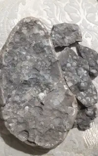 فسیل