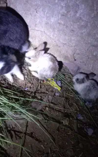 خرگوش،سالم وسرحال