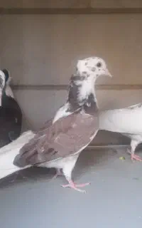 جوجه کفتر