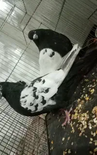 کفتر سین سیا