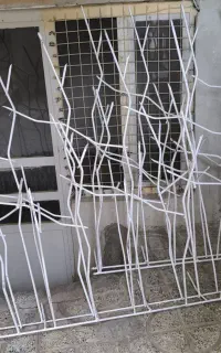 سه مترنرده شاخ گوزنی