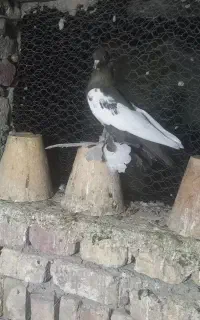 پرنده
