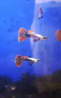 گوپی بیگ ایر با بالاترین گرید ایران