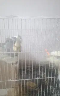 عروس هلندی