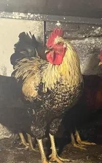 فروش خورس