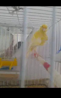 کنسول بازی.. نیس شب روز نداره
