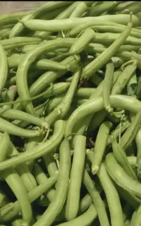 لوبیا سبز